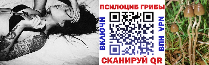 Галлюциногенные грибы Psilocybe  Купить  Белая Холуница 